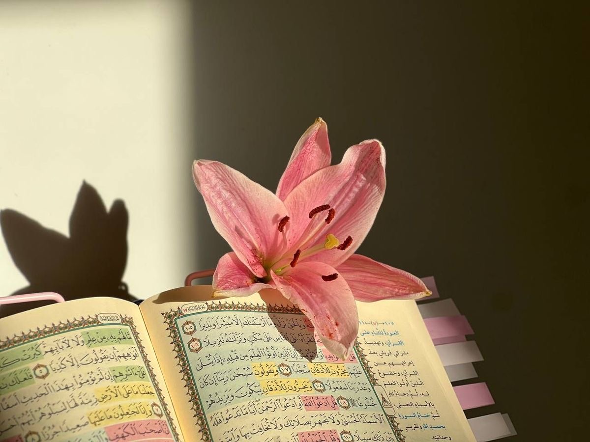 موقع الناسخ